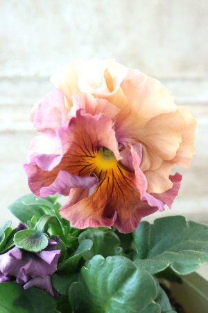 画像2: Robe de Antoinette〜ローブ・ドゥ・アントワネット〜 No.95