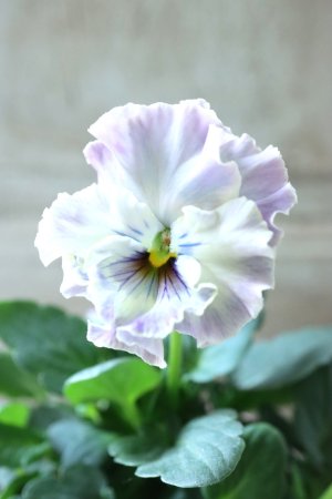 画像2: Fee des neiges~Toy Poo~ "フェデネージュ ~トイプー~" No.21