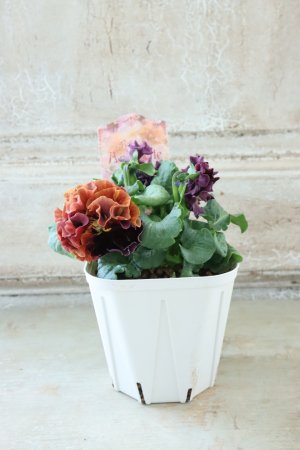 画像5: Robe de Antoinette〜ローブ・ドゥ・アントワネット〜 No.100