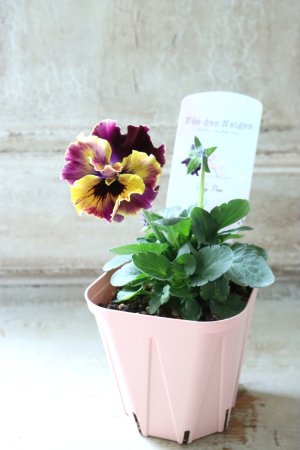 画像4: Fee des neiges~Toy Poo~ "フェデネージュ ~トイプー~" No.24