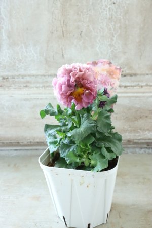 画像5: Robe de Antoinette〜ローブ・ドゥ・アントワネット〜 No.115