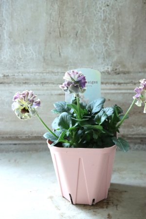 画像4: Fee des neiges~Toy Poo~ "フェデネージュ ~トイプー~" No.29