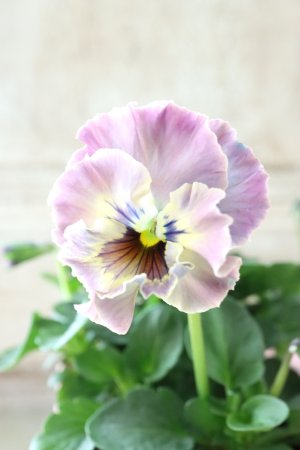 画像3: Fee des neiges~Toy Poo~ "フェデネージュ ~トイプー~" No.14