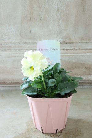 画像4: Fee des neiges~Toy Poo~ "フェデネージュ ~トイプー~" No.12