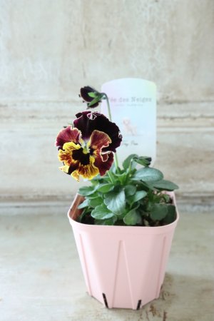 画像3: Fee des neiges~Toy Poo~ "フェデネージュ ~トイプー~" No.20