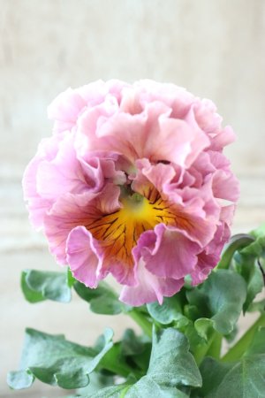 画像2: Robe de Antoinette〜ローブ・ドゥ・アントワネット〜 No.115