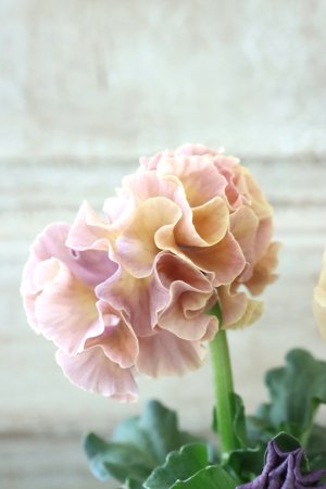 画像4: Robe de Antoinette〜ローブ・ドゥ・アントワネット〜 No.86