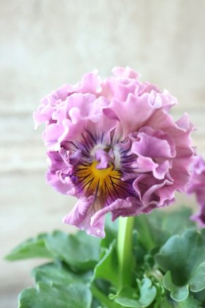 画像1: Robe de Antoinette〜ローブ・ドゥ・アントワネット〜 No.108