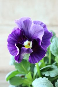 Fee des neiges~Bonne Soiree~ "フェデネージュ ~ボンソワレ~" No.5