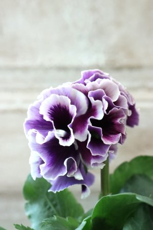 画像4: Fringe Panzy〜Doracula・ドラキュラ〜 No.78