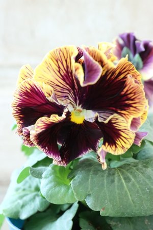 画像2: Fringe Panzy〜Doracula・ドラキュラ〜 No.76