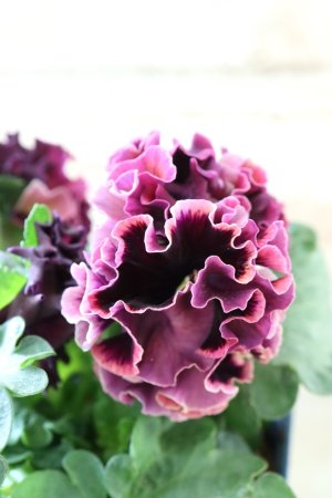 画像4: Fringe Panzy〜Doracula・ドラキュラ〜 No.48