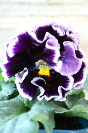 画像2: Fringe Panzy〜Doracula・ドラキュラ〜 No.44