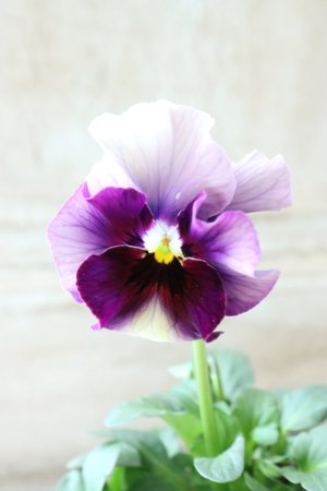 画像2: Fee des neiges~Bonne Soiree~ "フェデネージュ ~ボンソワレ~" No.25