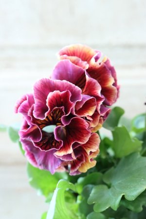 画像4: Fringe Panzy〜Doracula・ドラキュラ〜 No.61