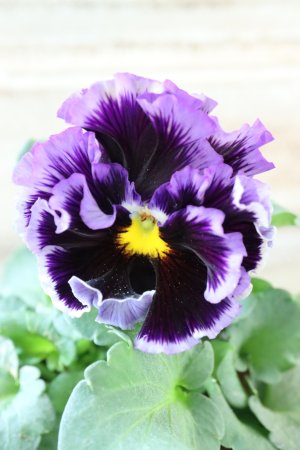 画像3: Fringe Panzy〜Doracula・ドラキュラ〜 No.62