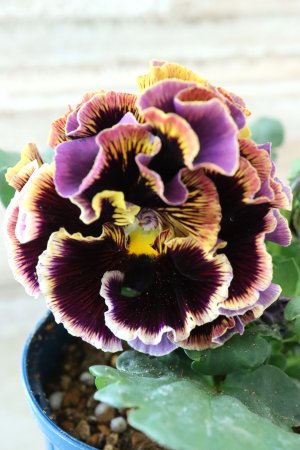 画像1: Fringe Panzy〜Doracula・ドラキュラ〜 No.45