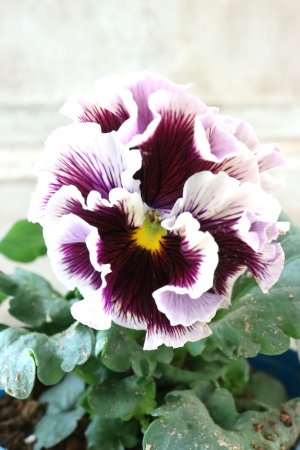 画像1: Fringe Panzy〜Doracula・ドラキュラ〜 No.70