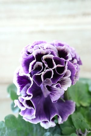 画像4: Fringe Panzy〜Doracula・ドラキュラ〜 No.44