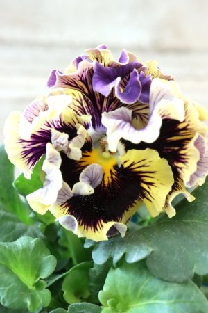 画像2: Fringe Panzy〜Doracula・ドラキュラ〜 No.59