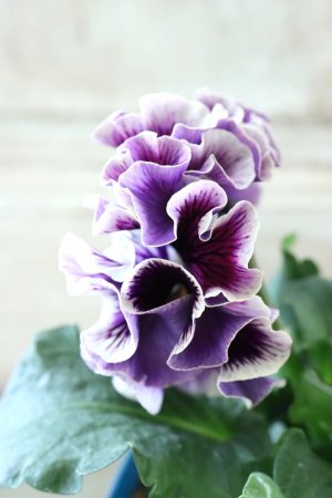 画像4: Fringe Panzy〜Doracula・ドラキュラ〜 No.47