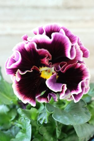 画像1: Fringe Panzy〜Doracula・ドラキュラ〜 No.43