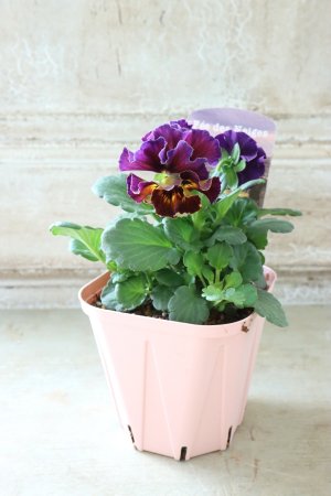 画像4: Fee des neiges~Bonne Soiree~ "フェデネージュ ~ボンソワレ~" No.28