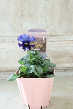 画像4: Fee des neiges~Bonne Soiree~ "フェデネージュ ~ボンソワレ~" No.3