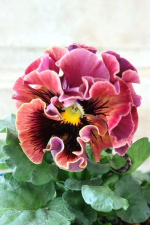 画像2: Fringe Panzy〜Doracula・ドラキュラ〜 No.49