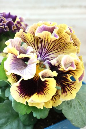 画像3: Fringe Panzy〜Doracula・ドラキュラ〜 No.59