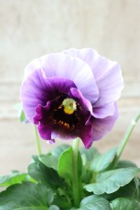 Fee des neiges~Bonne Soiree~ "フェデネージュ ~ボンソワレ~" No.12