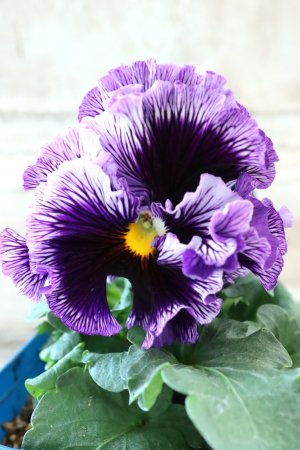 画像1: Fringe Panzy〜Doracula・ドラキュラ〜 No.51