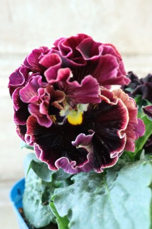 画像3: Fringe Panzy〜Doracula・ドラキュラ〜 No.66