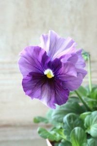 Fee des neiges~Bonne Soiree~ "フェデネージュ ~ボンソワレ~" No.13