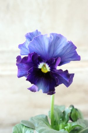 画像2: Fee des neiges~Bonne Soiree~ "フェデネージュ ~ボンソワレ~" No.3