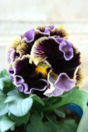 画像2: Fringe Panzy〜Doracula・ドラキュラ〜 No.42