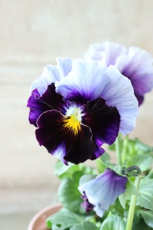 画像3: Fee des neiges~Bonne Soiree~ "フェデネージュ ~ボンソワレ~" No.27