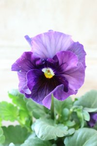 Fee des neiges~Bonne Soiree~ "フェデネージュ ~ボンソワレ~" No.2