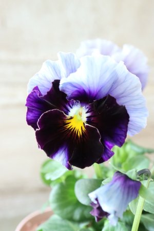 画像1: Fee des neiges~Bonne Soiree~ "フェデネージュ ~ボンソワレ~" No.27