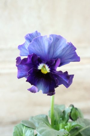 画像3: Fee des neiges~Bonne Soiree~ "フェデネージュ ~ボンソワレ~" No.3