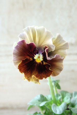 画像2: Fee des neiges~Bonne Soiree~ "フェデネージュ ~ボンソワレ~" No.23