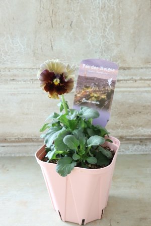 画像4: Fee des neiges~Bonne Soiree~ "フェデネージュ ~ボンソワレ~" No.23