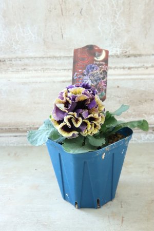 画像5: Fringe Panzy〜Doracula・ドラキュラ〜 No.54