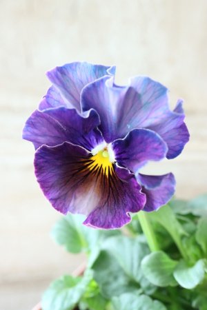 画像1: Fee des neiges~Bonne Soiree~ "フェデネージュ ~ボンソワレ~" No.37