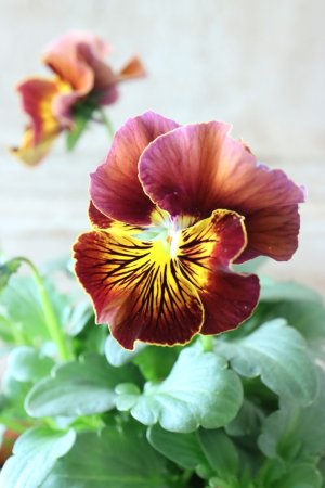 画像2: Fee des neiges~Bonne Soiree~ "フェデネージュ ~ボンソワレ~" No.40