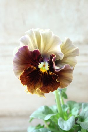 画像3: Fee des neiges~Bonne Soiree~ "フェデネージュ ~ボンソワレ~" No.23