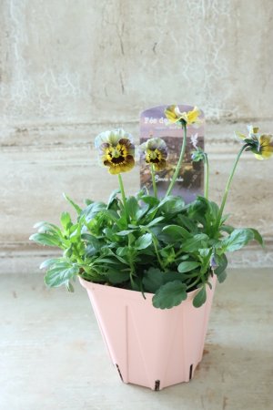 画像5: Fee des neiges~Bonne Soiree~ "フェデネージュ ~ボンソワレ~" No.9