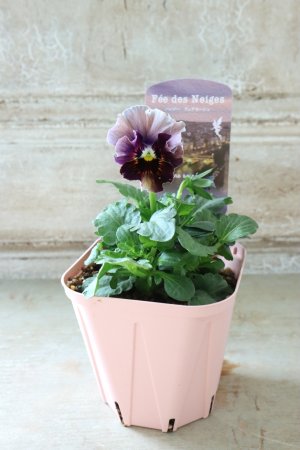 画像4: Fee des neiges~Bonne Soiree~ "フェデネージュ ~ボンソワレ~" No.21