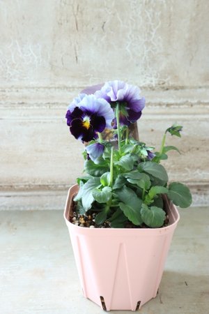 画像4: Fee des neiges~Bonne Soiree~ "フェデネージュ ~ボンソワレ~" No.27