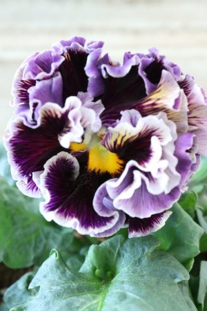 画像2: Fringe Panzy〜Doracula・ドラキュラ〜 No.41